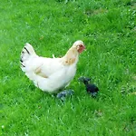 Gæstehus Lehnerhof Grossraming