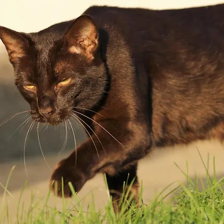 Casa de hóspedes Lehnerhof Grossraming