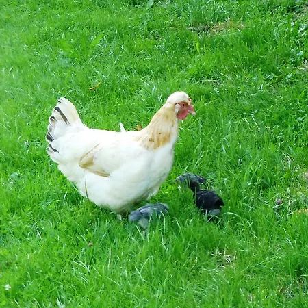 Konukevi Lehnerhof Grossraming