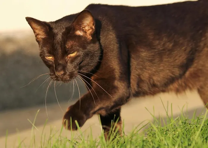 Πανσιόν Lehnerhof Grossraming