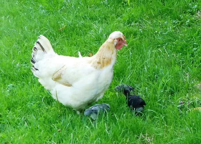 Πανσιόν Lehnerhof Grossraming