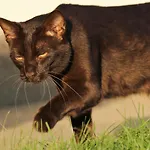 Guest house Lehnerhof Grossraming