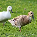 Guest house Lehnerhof